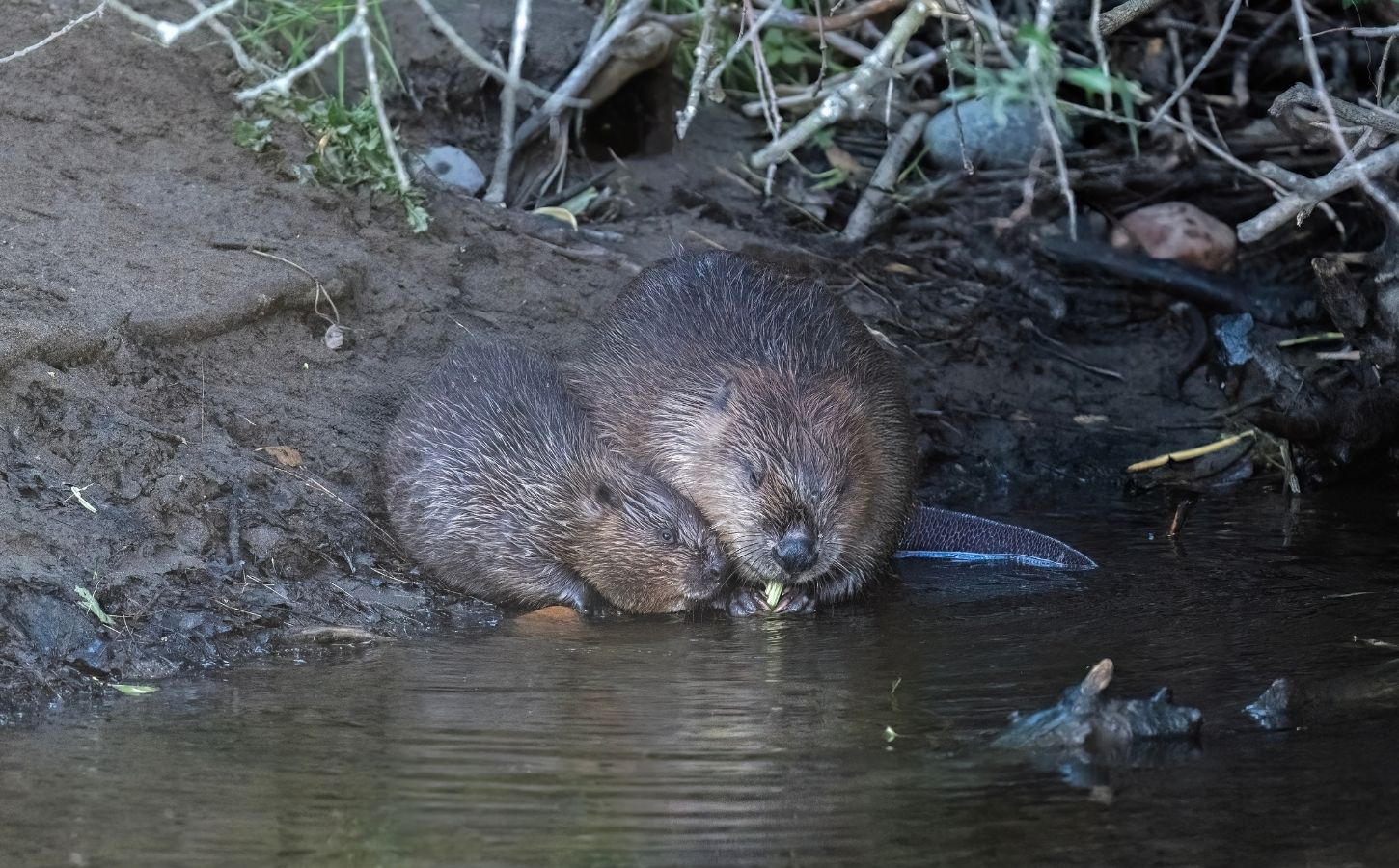 Photo shows an adult beaver and a young kit sat close together at the edge of a British waterway. Norfolk has welcomed its first wild beaver kits in 500 years