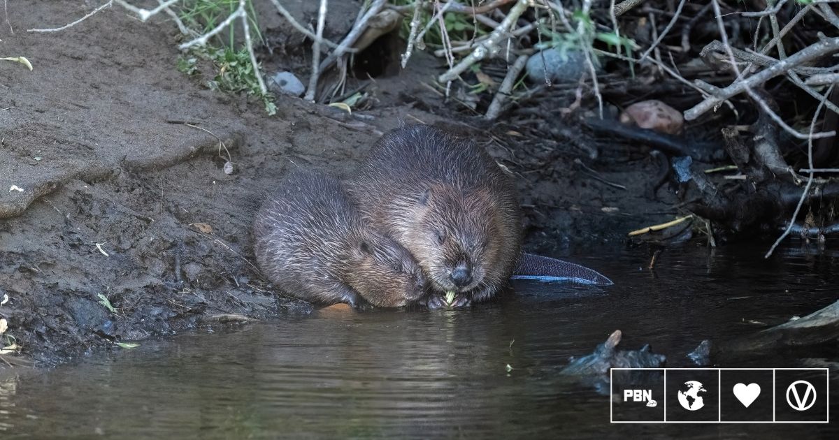 Norfolk Welcomes First Wild Beaver Kits In 500 Years