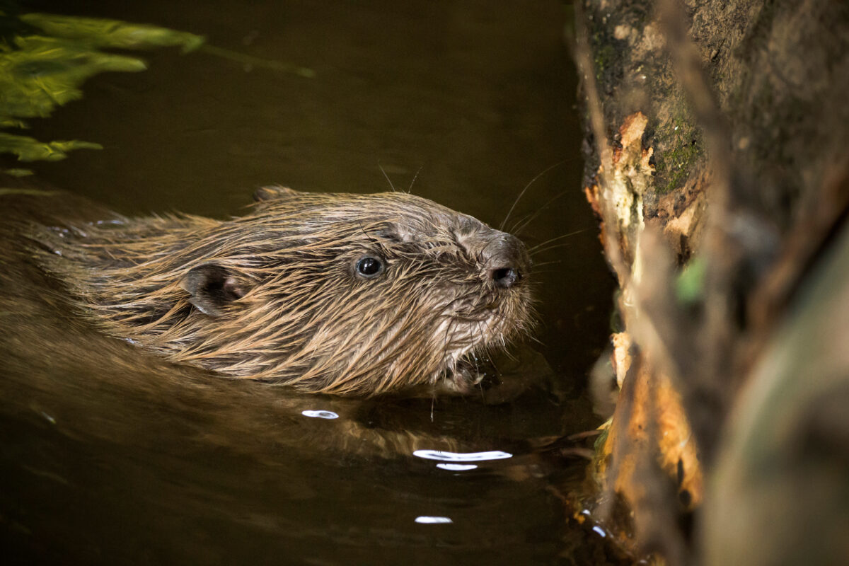 Photo shows a beaver swimming in a river next to a large log with visible bite marks on it. Norfolk has welcomed its first wild beaver kits in 500 years