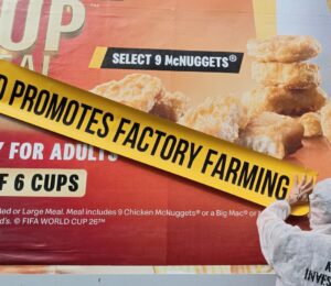 Photo shows one of the recent street "stunts" from Adfree Cities, where activists attached signs to advertisements highlighting the link between the company or product and harmful factory farming. The new “Gag Big Ag” campaign from Adfree Cities has called for a UK-wide ban on adverts that promote factory farming, meat, and dairy