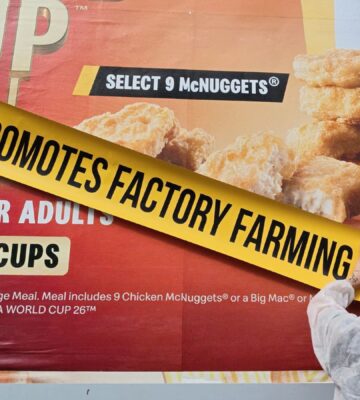 Photo shows one of the recent street "stunts" from Adfree Cities, where activists attached signs to advertisements highlighting the link between the company or product and harmful factory farming. The new “Gag Big Ag” campaign from Adfree Cities has called for a UK-wide ban on adverts that promote factory farming, meat, and dairy
