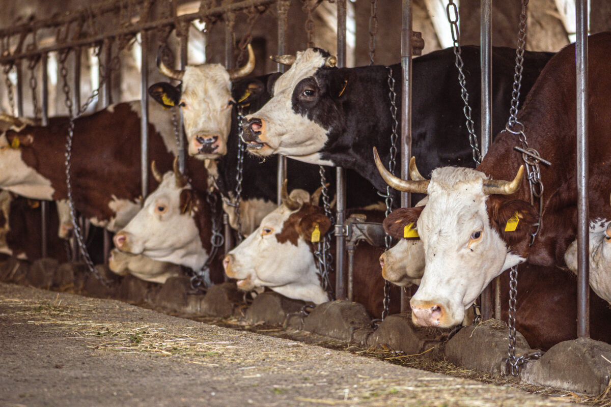 Photo shows a herd of cows inside an intensive breeding facility. Animal leather emits over 1,100 percent more emissions than vegan leather, according to a new study