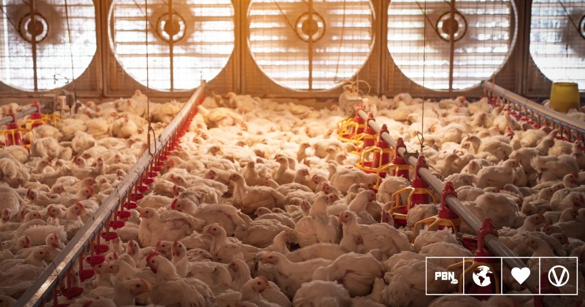 Three Companies Have ‘Almost Complete Market Domination’ Of UK Poultry Supply