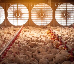 Photo shows a large flock of chickens in a dimly lit barn with five huge fans in the background to circulate air. A new report has found that just three companies have “almost complete market domination” of the UK poultry supply
