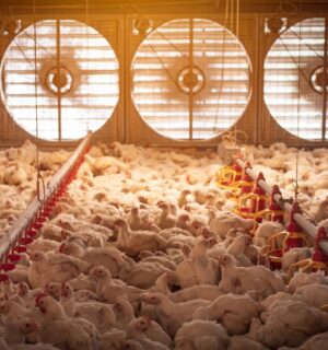 Photo shows a large flock of chickens in a dimly lit barn with five huge fans in the background to circulate air. A new report has found that just three companies have “almost complete market domination” of the UK poultry supply