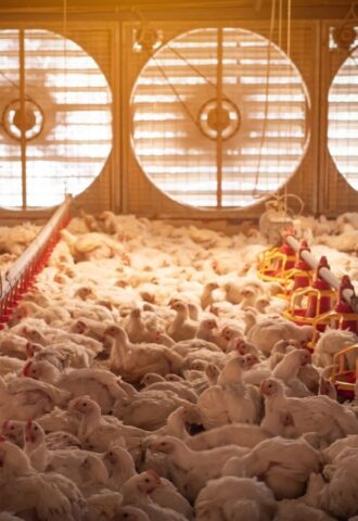 Photo shows a large flock of chickens in a dimly lit barn with five huge fans in the background to circulate air. A new report has found that just three companies have “almost complete market domination” of the UK poultry supply
