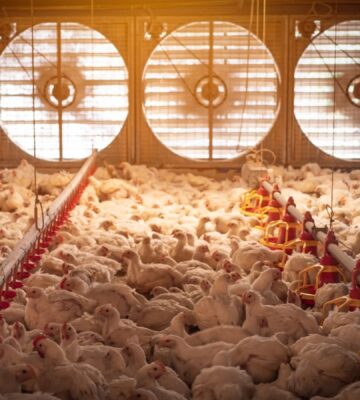 Photo shows a large flock of chickens in a dimly lit barn with five huge fans in the background to circulate air. A new report has found that just three companies have “almost complete market domination” of the UK poultry supply