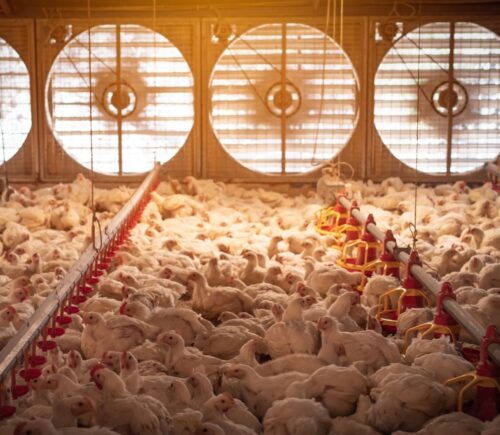 Photo shows a large flock of chickens in a dimly lit barn with five huge fans in the background to circulate air. A new report has found that just three companies have “almost complete market domination” of the UK poultry supply