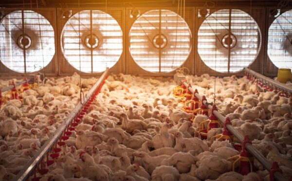 Photo shows a large flock of chickens in a dimly lit barn with five huge fans in the background to circulate air. A new report has found that just three companies have “almost complete market domination” of the UK poultry supply