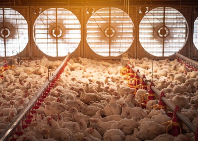 Photo shows a large flock of chickens in a dimly lit barn with five huge fans in the background to circulate air. A new report has found that just three companies have “almost complete market domination” of the UK poultry supply