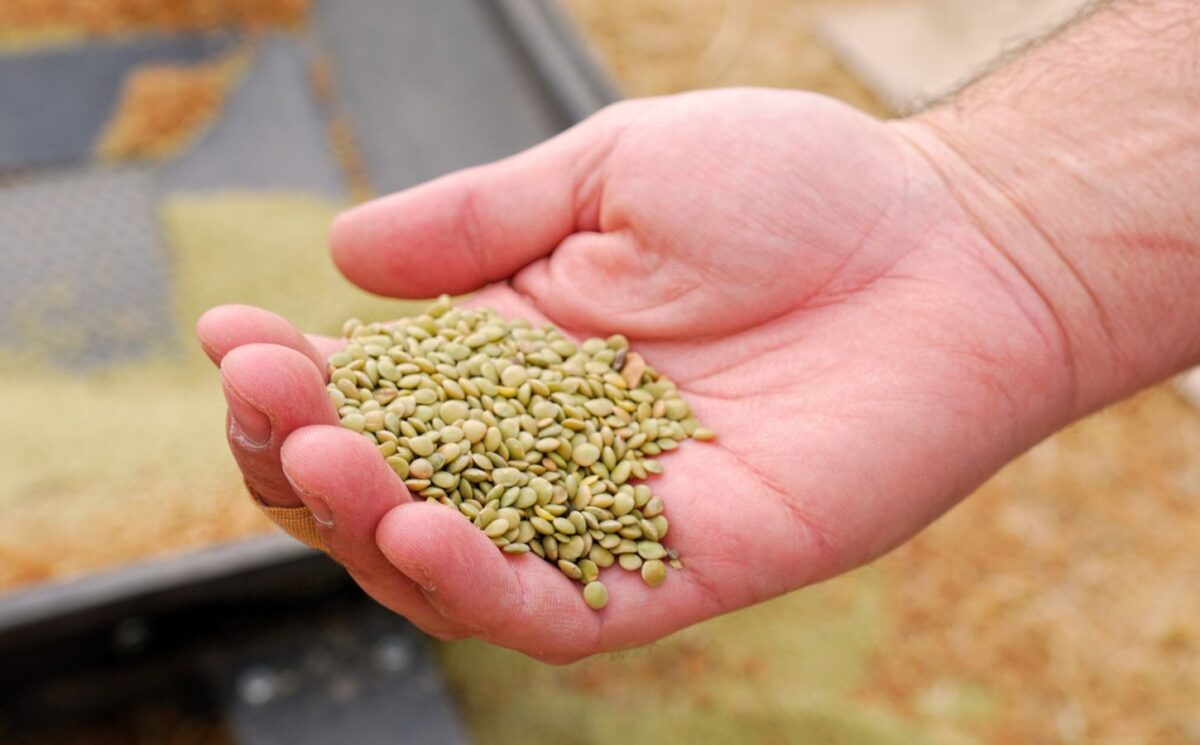 Photo shows a farmer's hand holding lentils. According to a new study, global uptake of plant-rich diets within a full transformation scenario could reduce emissions by 76 percent