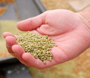 Photo shows a farmer's hand holding lentils. According to a new study, global uptake of plant-rich diets within a full transformation scenario could reduce emissions by 76 percent