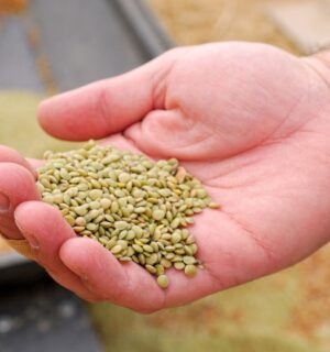 Photo shows a farmer's hand holding lentils. According to a new study, global uptake of plant-rich diets within a full transformation scenario could reduce emissions by 76 percent