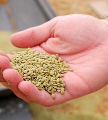 Photo shows a farmer's hand holding lentils. According to a new study, global uptake of plant-rich diets within a full transformation scenario could reduce emissions by 76 percent
