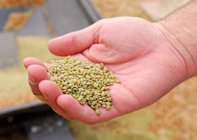 Photo shows a farmer's hand holding lentils. According to a new study, global uptake of plant-rich diets within a full transformation scenario could reduce emissions by 76 percent
