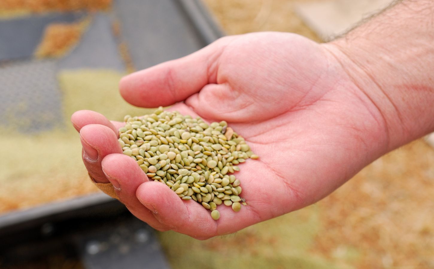 Photo shows a farmer's hand holding lentils. According to a new study, global uptake of plant-rich diets within a full transformation scenario could reduce emissions by 76 percent