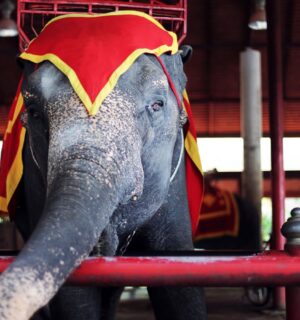 Photo shows an elephant in a circus wearing headgear and a heavy contraption for carrying people on its back. Hungary has announced a complete ban on the use of wild animals in circuses