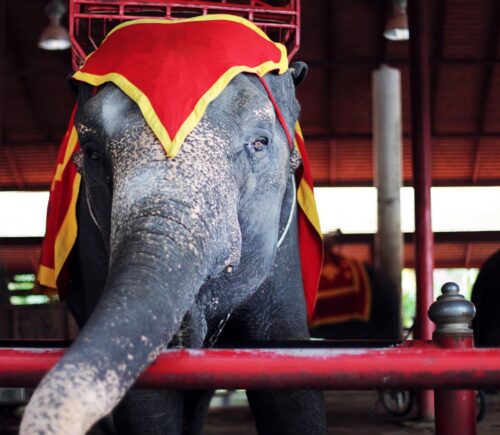 Photo shows an elephant in a circus wearing headgear and a heavy contraption for carrying people on its back. Hungary has announced a complete ban on the use of wild animals in circuses