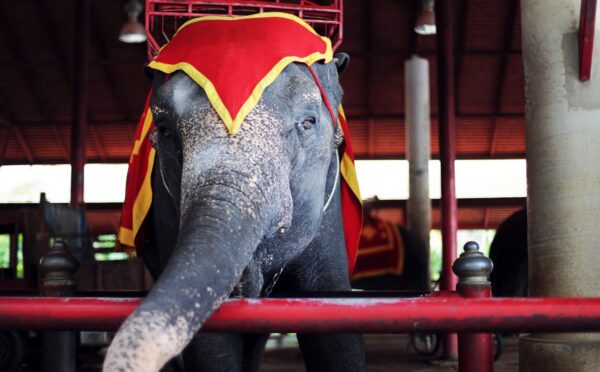 Photo shows an elephant in a circus wearing headgear and a heavy contraption for carrying people on its back. Hungary has announced a complete ban on the use of wild animals in circuses