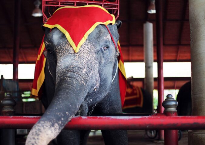 Photo shows an elephant in a circus wearing headgear and a heavy contraption for carrying people on its back. Hungary has announced a complete ban on the use of wild animals in circuses