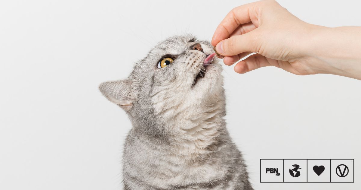 The Largest Study On Cat Diets Ever Is Looking For Participants