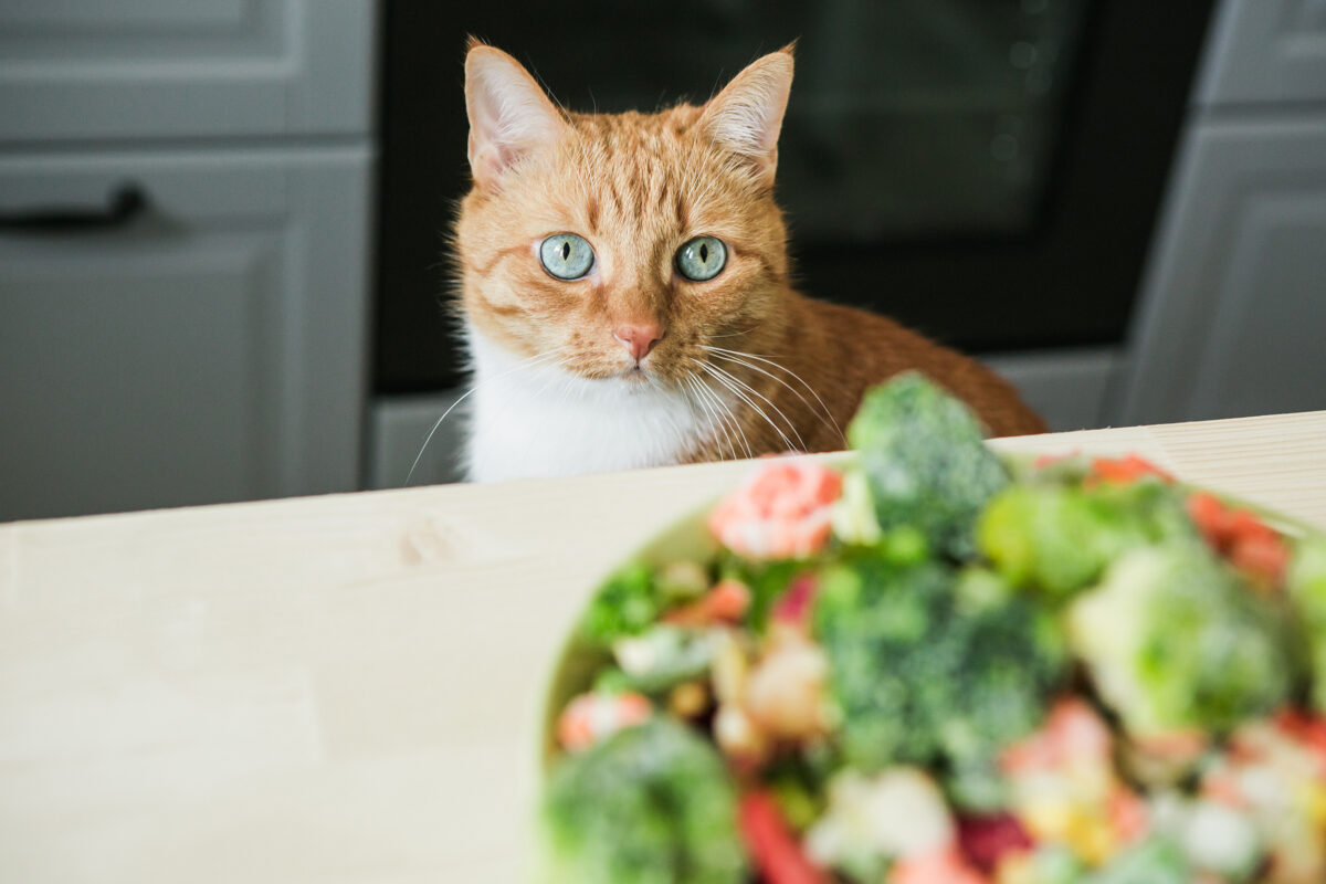 Photo shows a cat looking at a large plate of vegetables. The largest-ever study on cat diets, led by the University of Winchester's Professor Andrew Knight, is looking for participants