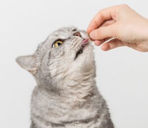 Photo shows someone's hand as they feed a silver cat a biscuit. The largest-ever study on cat diets, led by the University of Winchester's Professor Andrew Knight, is looking for participants
