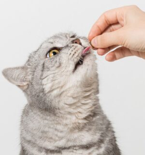 Photo shows someone's hand as they feed a silver cat a biscuit. The largest-ever study on cat diets, led by the University of Winchester's Professor Andrew Knight, is looking for participants