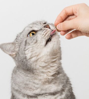 Photo shows someone's hand as they feed a silver cat a biscuit. The largest-ever study on cat diets, led by the University of Winchester's Professor Andrew Knight, is looking for participants