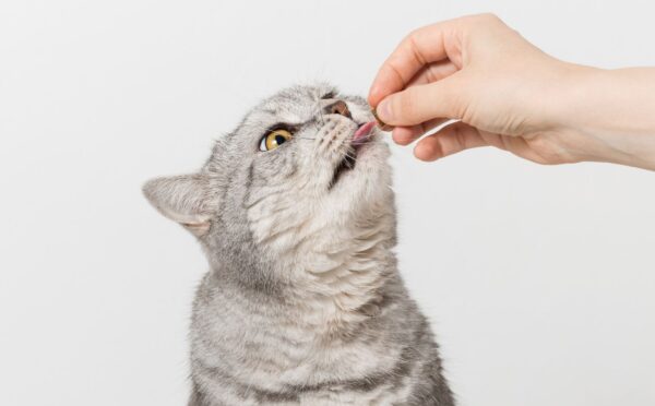 Photo shows someone's hand as they feed a silver cat a biscuit. The largest-ever study on cat diets, led by the University of Winchester's Professor Andrew Knight, is looking for participants