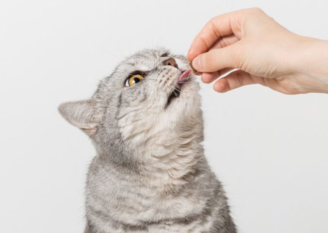 Photo shows someone's hand as they feed a silver cat a biscuit. The largest-ever study on cat diets, led by the University of Winchester's Professor Andrew Knight, is looking for participants