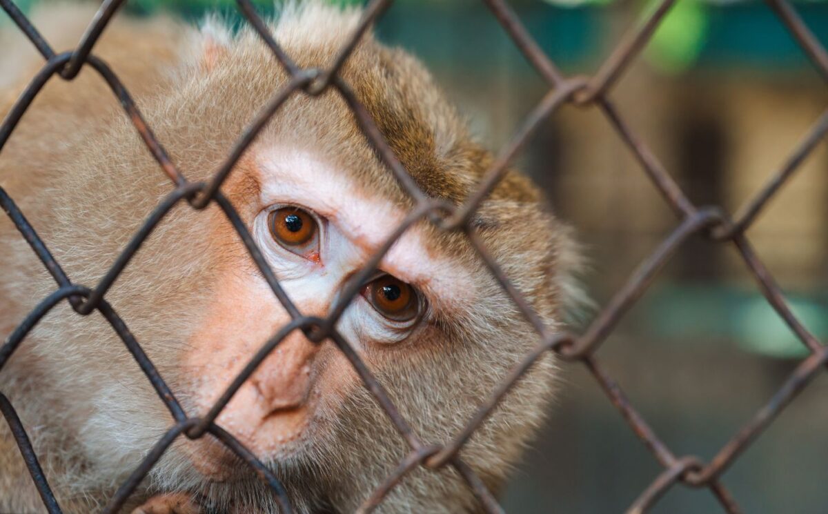 Photo shows a rhesus macaque behind a wire fence. Oregon is preparing to transition its primate research center away from animal experiments and towards human-based research