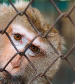 Photo shows a rhesus macaque behind a wire fence. Oregon is preparing to transition its primate research center away from animal experiments and towards human-based research