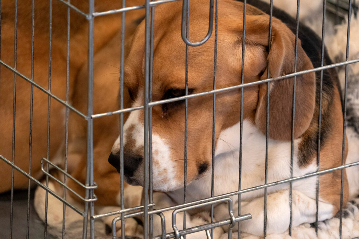 Photo shows a beagle in a small cage. Oregon is preparing to transition its primate research center away from animal experiments and towards human-based research