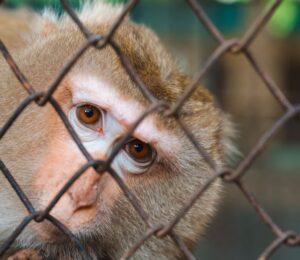 Photo shows a rhesus macaque behind a wire fence. Oregon is preparing to transition its primate research center away from animal experiments and towards human-based research