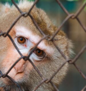 Photo shows a rhesus macaque behind a wire fence. Oregon is preparing to transition its primate research center away from animal experiments and towards human-based research