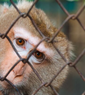 Photo shows a rhesus macaque behind a wire fence. Oregon is preparing to transition its primate research center away from animal experiments and towards human-based research