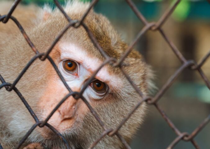 Photo shows a rhesus macaque behind a wire fence. Oregon is preparing to transition its primate research center away from animal experiments and towards human-based research