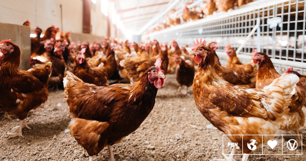 Organic Egg Farming Is Twice As Bad For The Environment, Finds Study