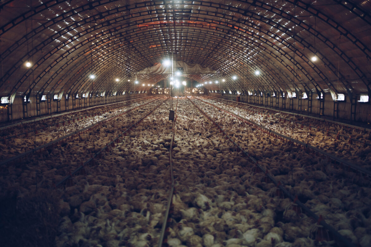 Photo shows the interior of a large barn filled with chickens. A new study has found that organic free-range egg farming is twice as bad for the environment as caged