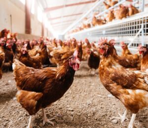 Photo shows a group of free range hens moving around a relatively spacious coop. A new study has found that organic free-range egg farming is twice as bad for the environment as caged