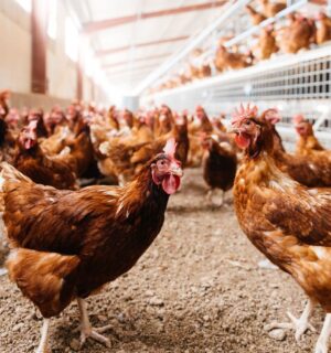 Photo shows a group of free range hens moving around a relatively spacious coop. A new study has found that organic free-range egg farming is twice as bad for the environment as caged