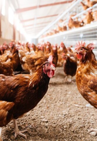 Photo shows a group of free range hens moving around a relatively spacious coop. A new study has found that organic free-range egg farming is twice as bad for the environment as caged