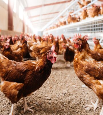 Photo shows a group of free range hens moving around a relatively spacious coop. A new study has found that organic free-range egg farming is twice as bad for the environment as caged