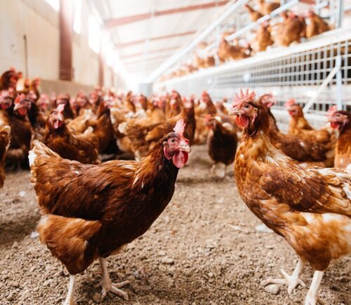 Photo shows a group of free range hens moving around a relatively spacious coop. A new study has found that organic free-range egg farming is twice as bad for the environment as caged