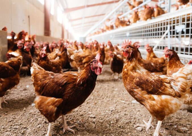 Photo shows a group of free range hens moving around a relatively spacious coop. A new study has found that organic free-range egg farming is twice as bad for the environment as caged