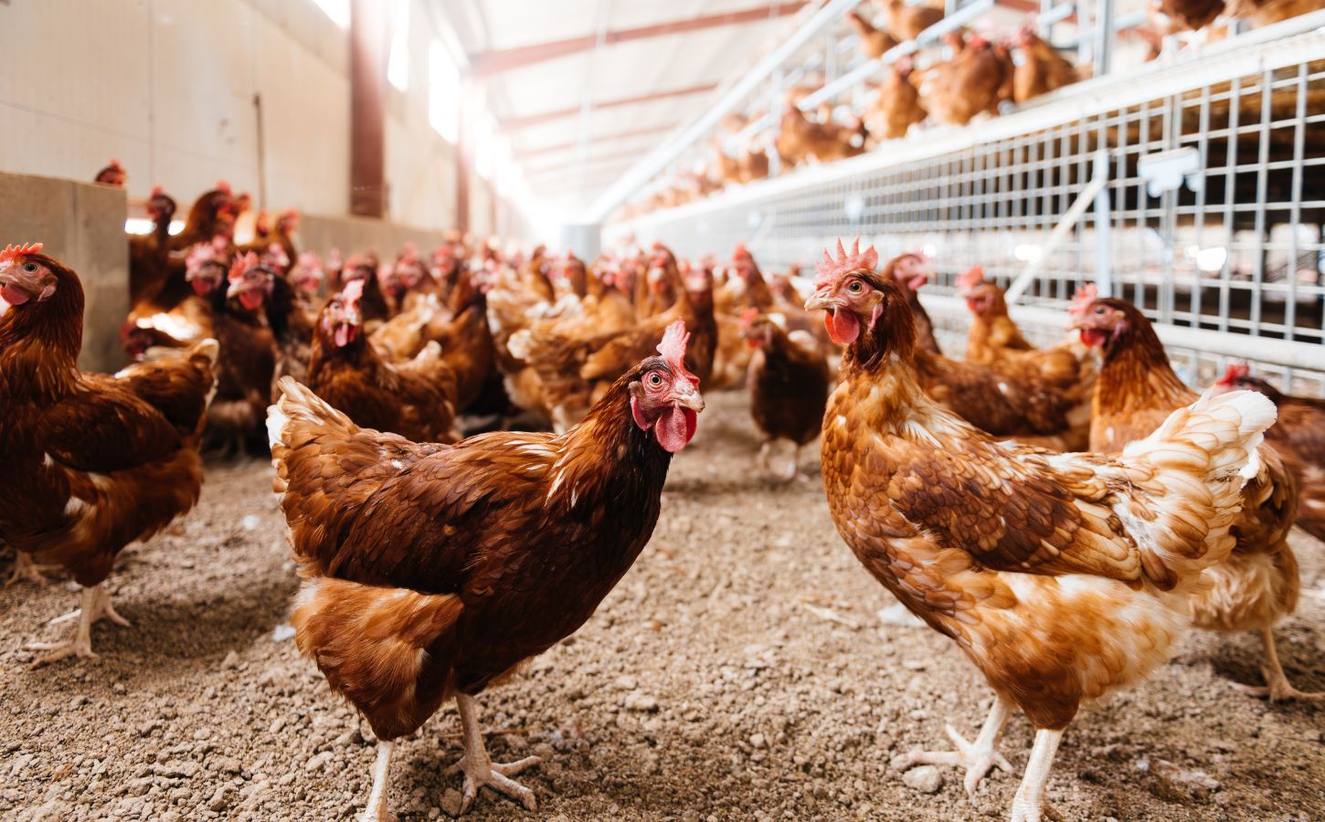 Photo shows a group of free range hens moving around a relatively spacious coop. A new study has found that organic free-range egg farming is twice as bad for the environment as caged
