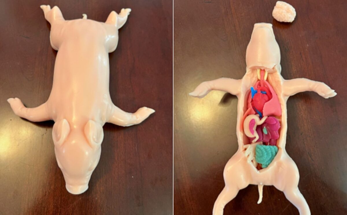 Photo shows the new Kind Piglet, a silicone-based, cruelty-free alternative to animal dissection for classrooms and educational settings, produced by animal rights organization PETA
