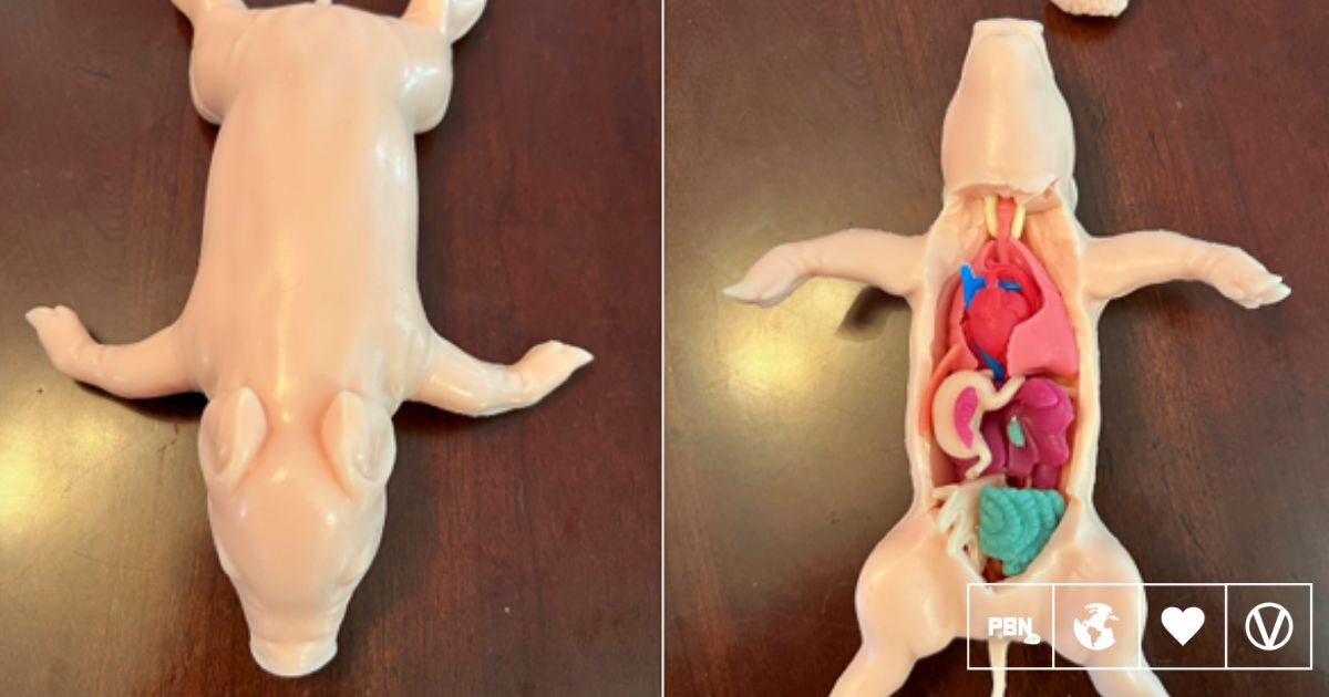 PETA Launches First-of-Its-Kind Silicone Piglet To Replace Classroom Dissections