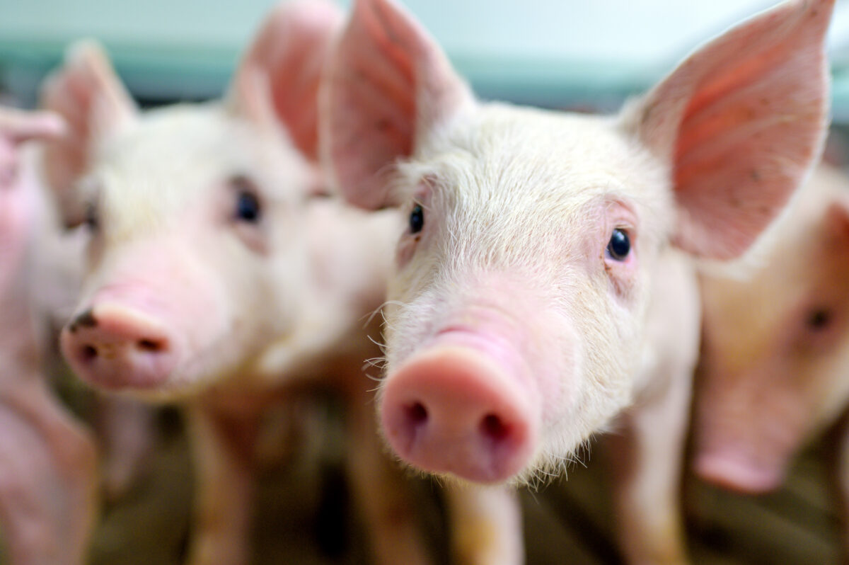 Photo shows a group of piglets in a pen looking at the camera. PETA has launched a new silicone fetal pig, the Kind Piglet, to replace real animals in classroom dissections